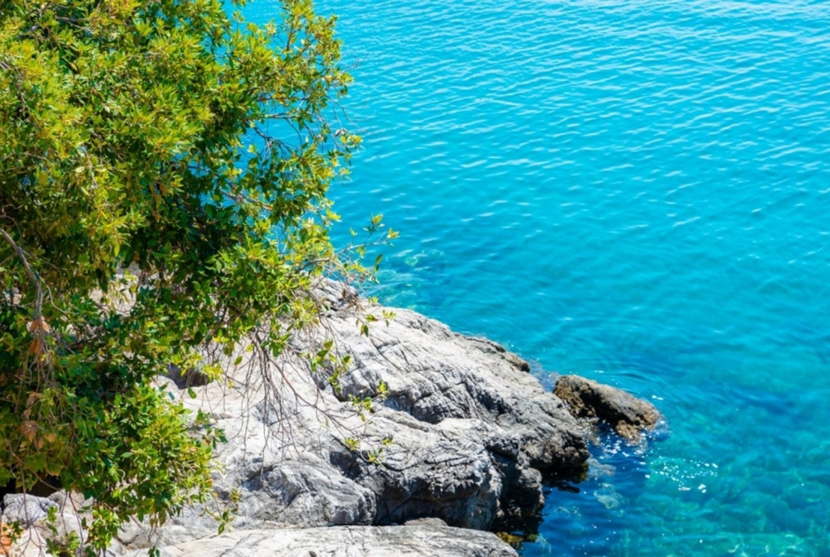 Delfin Natura-Sea-Costa Blanca